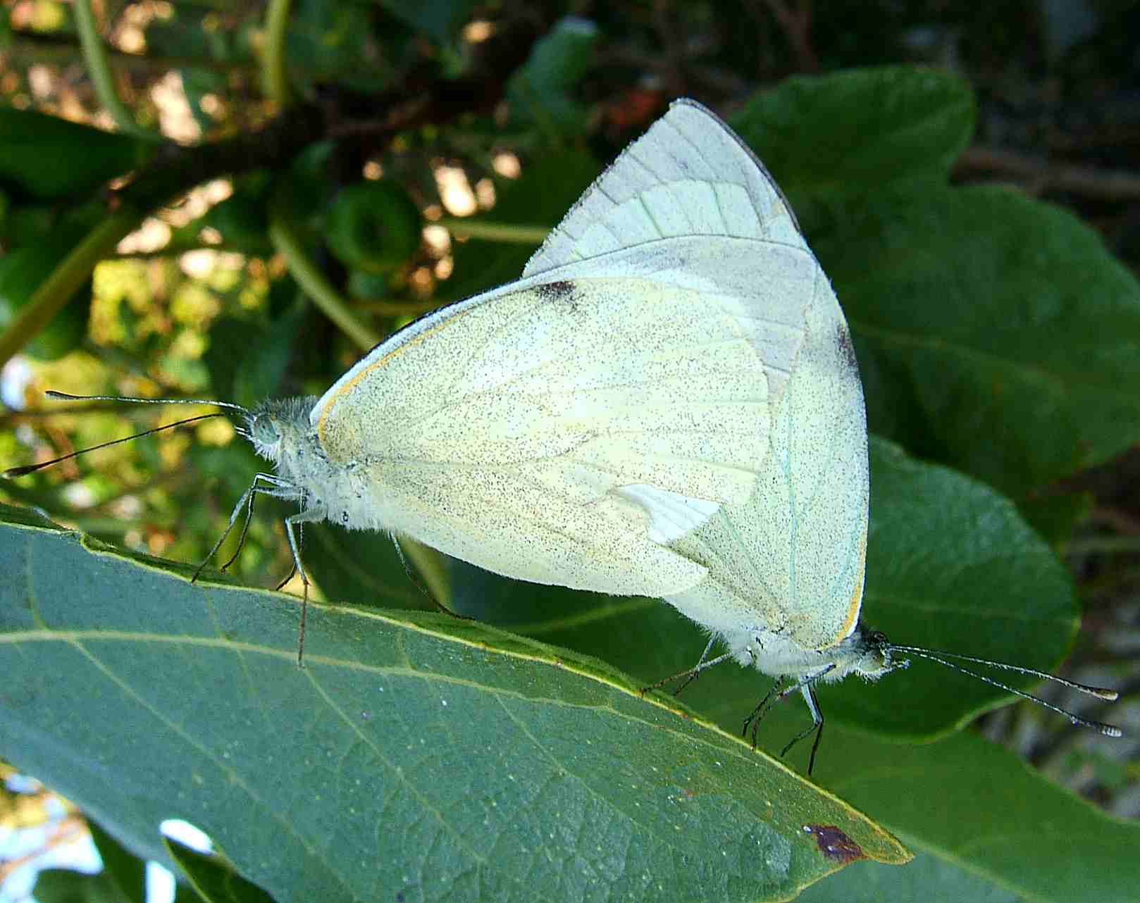 Pieris brassicae Pieris brassicae